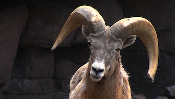 Burgers' Zoo Natuurlijk - Het Californische Dikhoornschaap